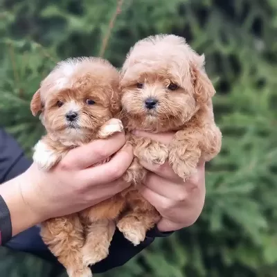 F2 Maltipoo Yavruları