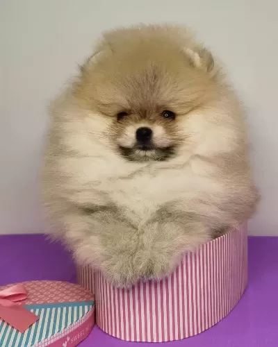 Pomeranian Boo Yavruları