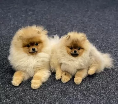 Orange Pomeranian Boo Yavruları