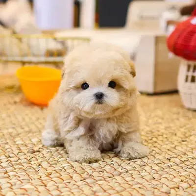 Akil Kupu Koreli Toy Poodle Cocuklarim