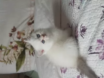 British Shorthair Silver