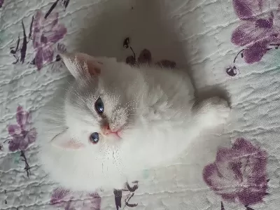 British Shorthair Red Point
