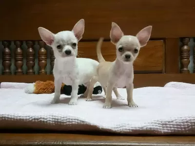 Dünya Tatlısı Chihuahua Yavruları