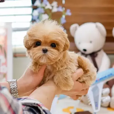 Top Kafa Korean Export Maltipoo Bebeklerim