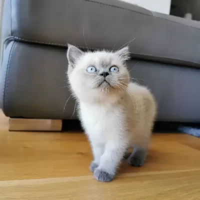 British Shorthair Yavruları