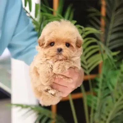 Maltipoo Bebişlerimiz Sahnede