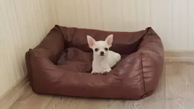 Dünya Tatlısı Chihuahua Yavruları