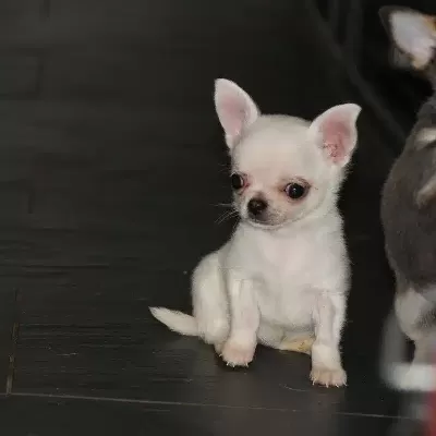 Mini Chihuahua Yavruları