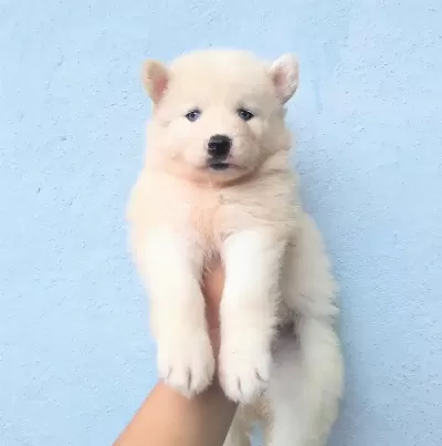 Beyaz Husky Sibirya Yavruları