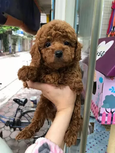 Toy Poodle Yavruları