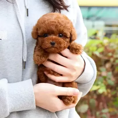 Korean Export Mukemmel Guzellikteki Toy Poodle Bebeklerimiz