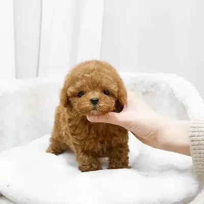 Yildiz Adayi Toy Poodle Bebeklerimiz