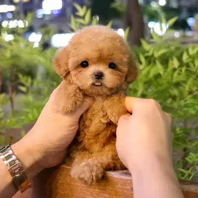 Mutluluk Dagitan Ozel Toy Poodle Bebeklerimiz