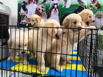 Golden Retriever Yavruları