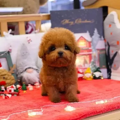 Yildiz Adayi Korean Export Toy Poodle Yavrularım