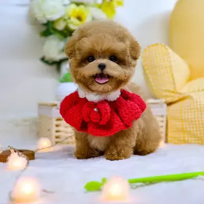 Ozel Ve Tatli Poncik Toy Poodle Yavrularım