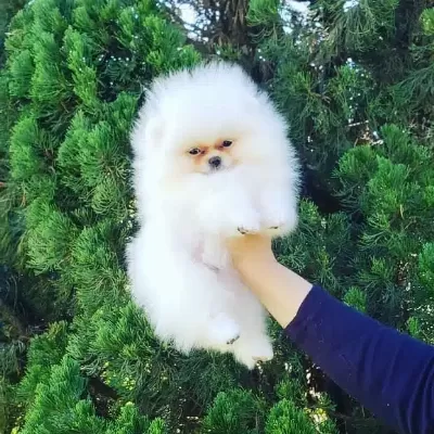Ayı Surat Pomeranian Yavruları