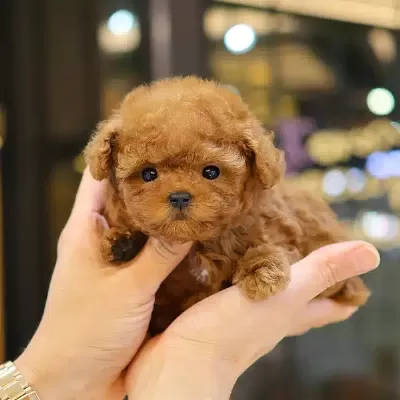 Enfes Guzellikteki Show Toy Poodle Bebeklerimiz