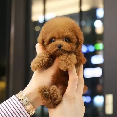 Kızıl Renk Harika Toy Poodle Bebişlerimiz