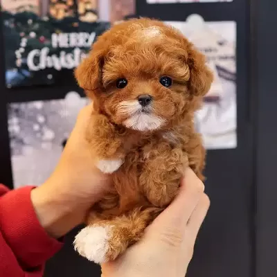 Party Clour Renk Pigmentli Toy Poodle Bebişlerimiz