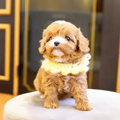 Party Clour Renk Pigmentine Sahip Maltipoo Bebeklerim