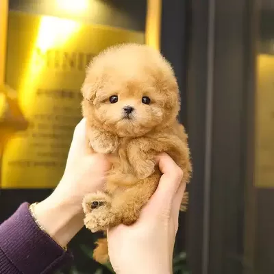 Show Duzeydeki Toy Poodle Cocuklarim