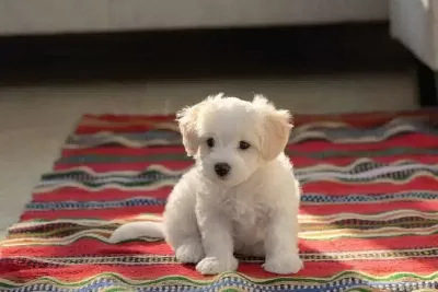 Maltese Terrier Xs Ev Doğumlu Bebeklerim