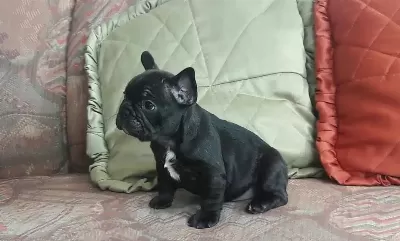 French Bulldog Yavruları