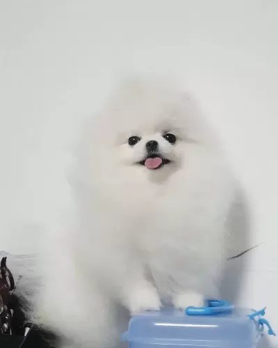 Teddy Bear Pomeranian Yavruları