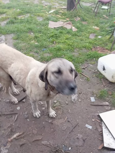 Ücretsiz Kangal  Bahçeli Evi Olan Arasın