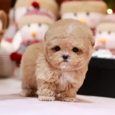 Show Yapildaki Toy Poodle Bebeklerim