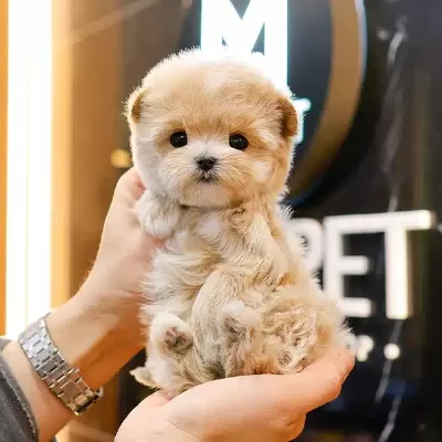Koreden Gelen Enfes Guzellikteki Maltipoo Bebeklerim