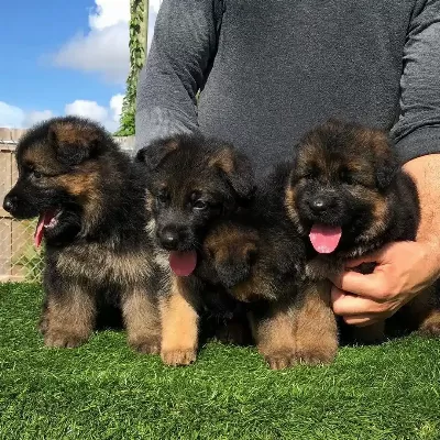 Alman Çoban Köpeği Yavruları