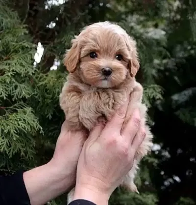 Sevimli Maltipoo Yavruları