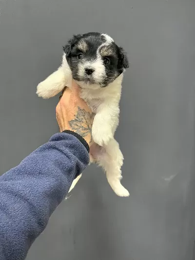Morkie Miniğim Tuvalet Eğitimli