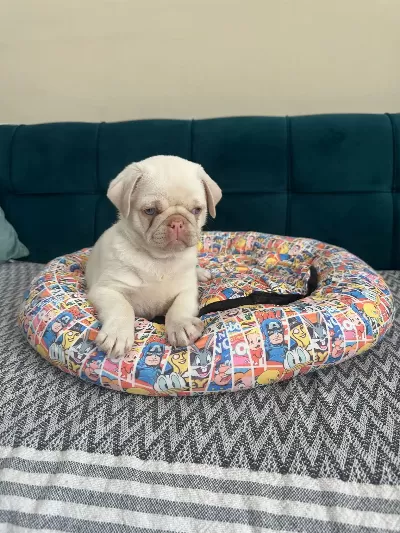 Egzotık Pink Pug Özel