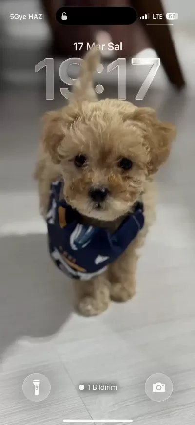 3 Aylık Teacup Maltipoo