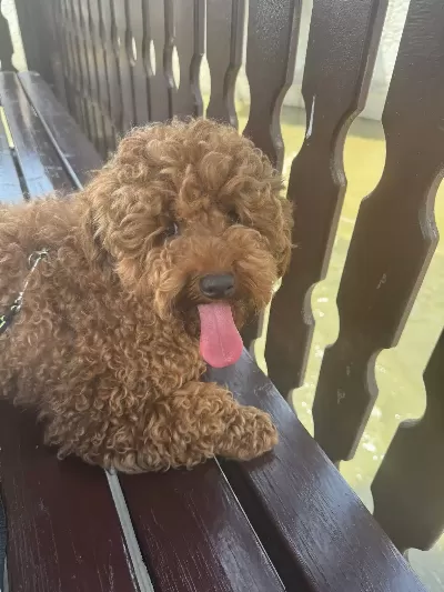 Orjinal Poodle Yeni Yuvasını Arıyor