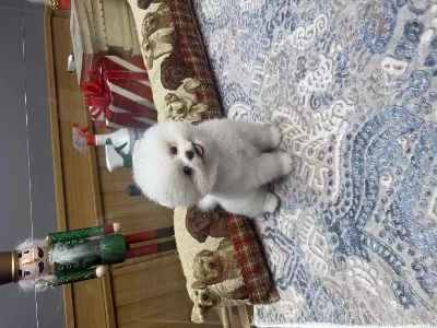 Tedy  Face Pomeranian Boo Pupy