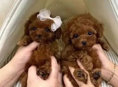 Orjinal Poodle Yavrularımız