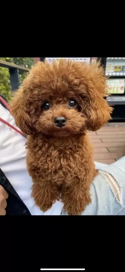 Orjinal Toy Poodle Yavrularımız