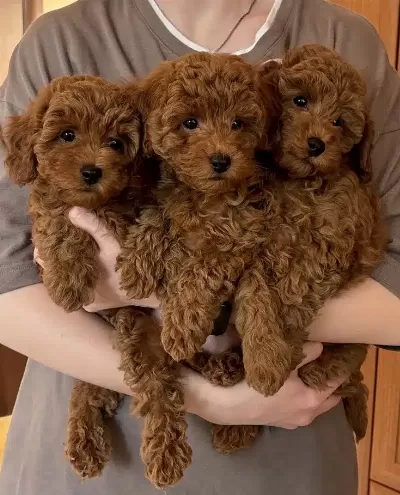 Orjinal Toy Poodle Yavrularımız