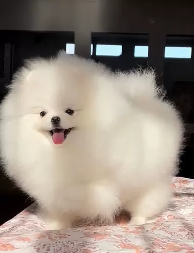 Orjinal Pomeranian Boo