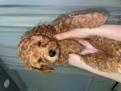 Toy Poodle 2 Aylık 1 Dişi 1 Erkek Iç Dış Parazitler Yapıldı