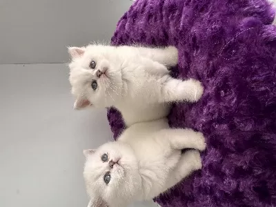 Show Kalite British Shorthair Yavrularım