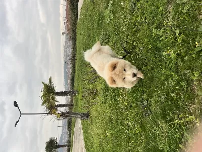 Çav Çav (Çin Aslanı)