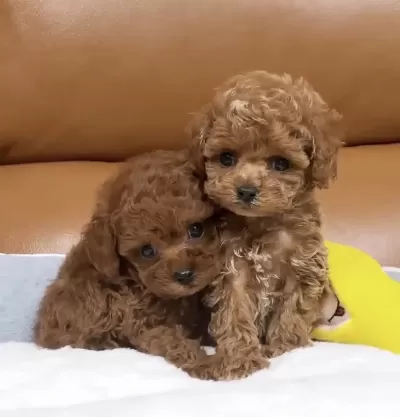 Show Güzellkte Muazzam Tüy Kalitesinde Toy Poodle