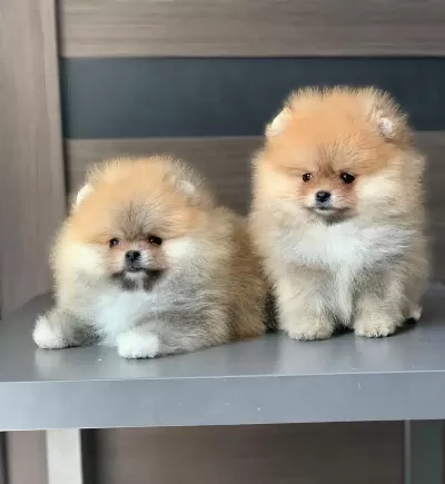 Ayı Surat Pomeranian Yavruları