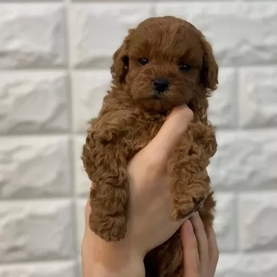 Irk Garantili Toy Poodle Yavruları