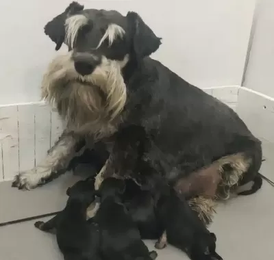 Şecereli Özel Üretim Yavrular.